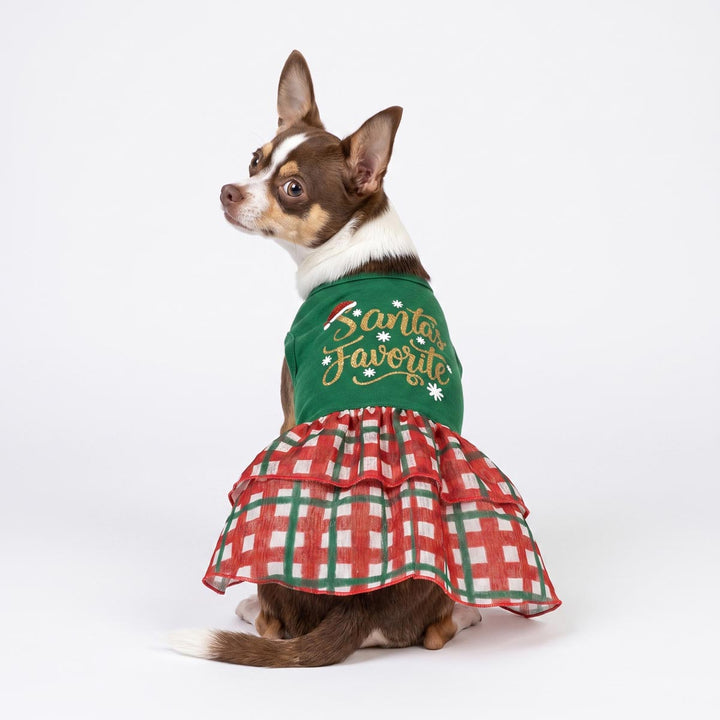 Back view of a Chihuahua sitting on the white background with a Christmas dress for dogs with 'Santa's Favorite' lettering