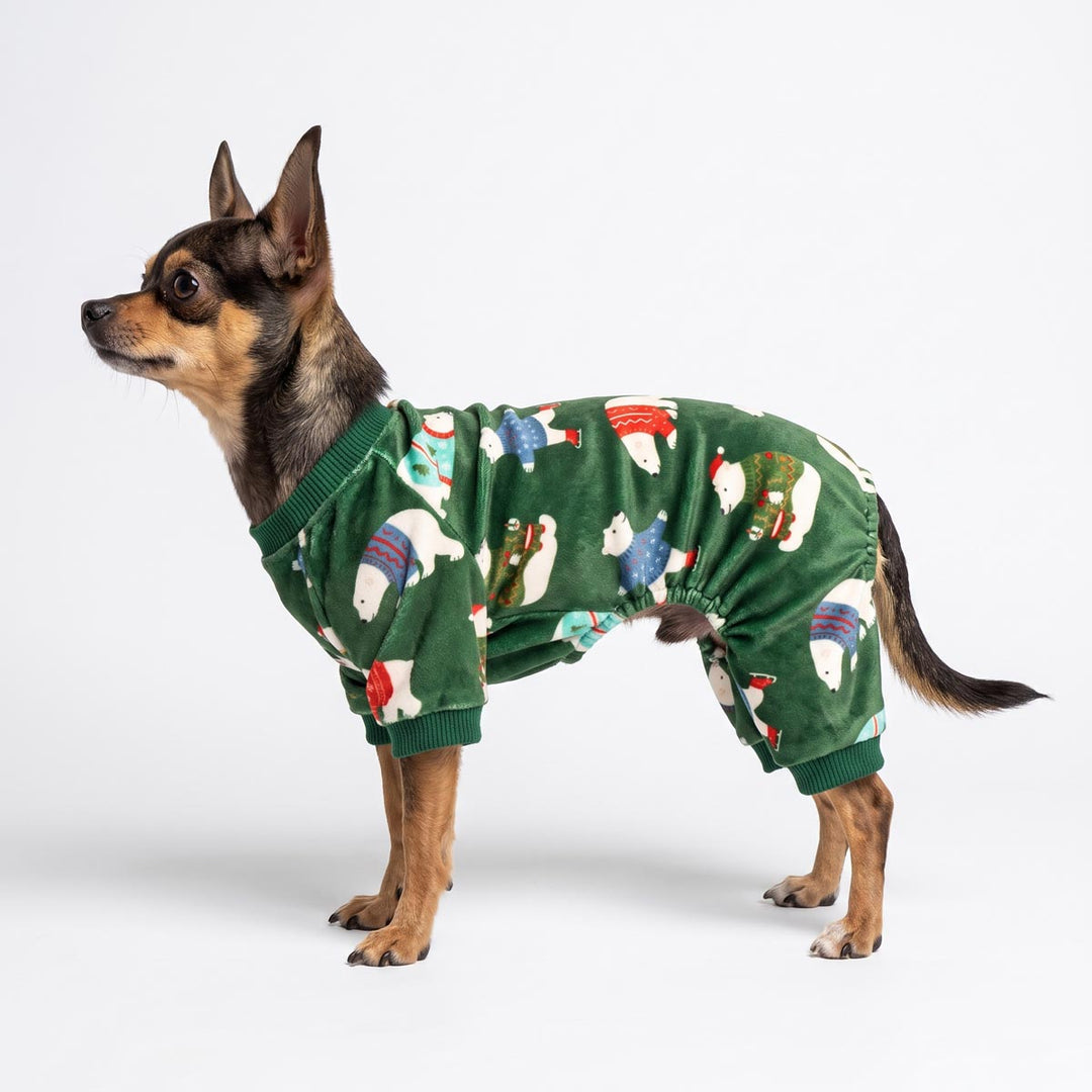 Chihuahua standing on a white background and wearing a Christmas pajamas for dogs with polar bear prints