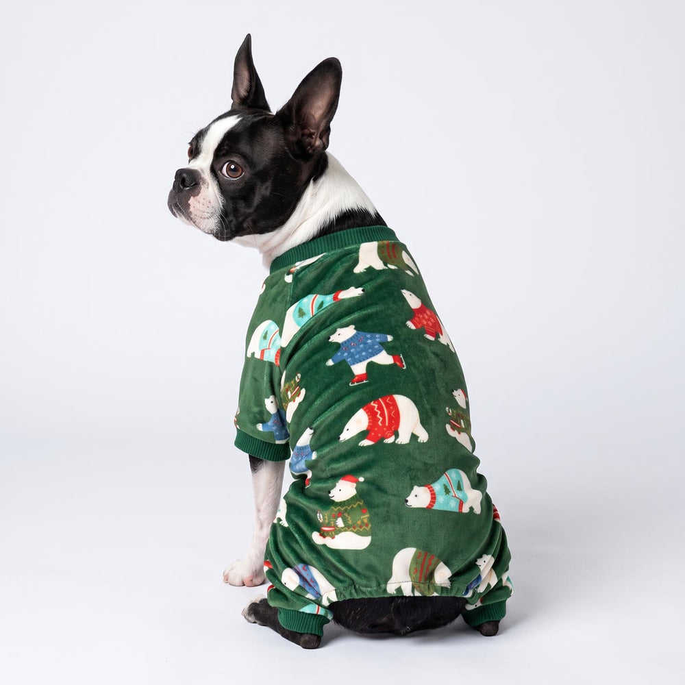 Boston Terrier sitting on a white background in dog pjs with funny polar bear in sweater prints