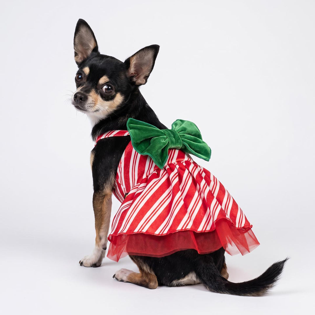 Back view of Chihuahua sitting on a white background with red and white striped dress for dogs