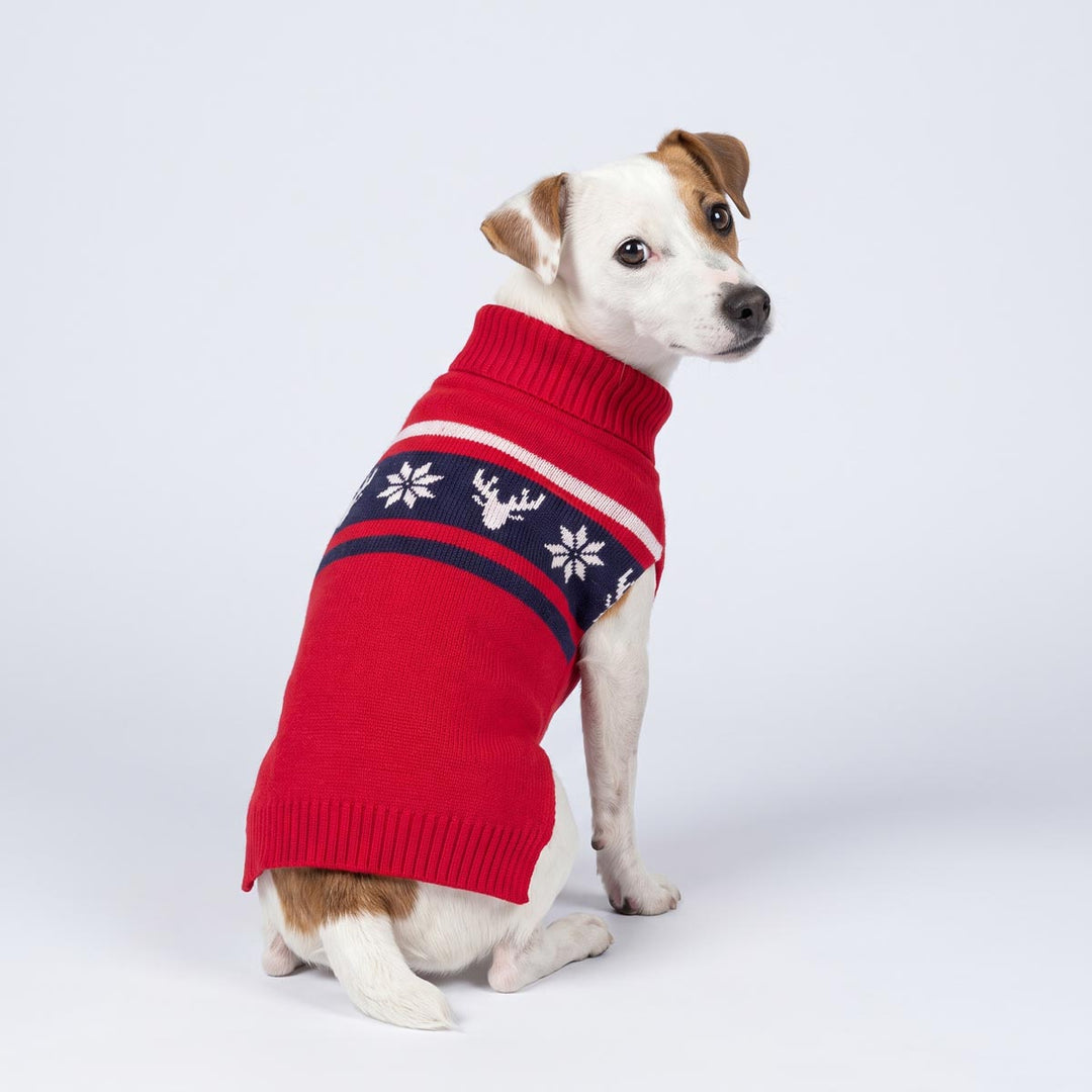 Jack Russell wearing a red knitted sweater for dogs with a navy band featuring white snowflake and reindeer prints