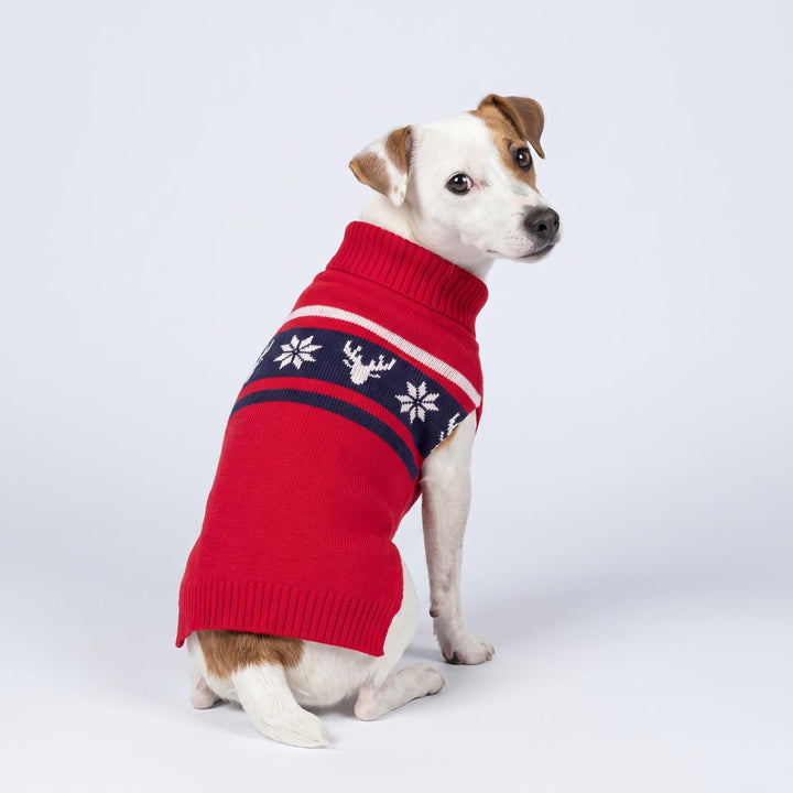 Jack Russell wearing a red knitted sweater for dogs with a navy band featuring white snowflake and reindeer prints