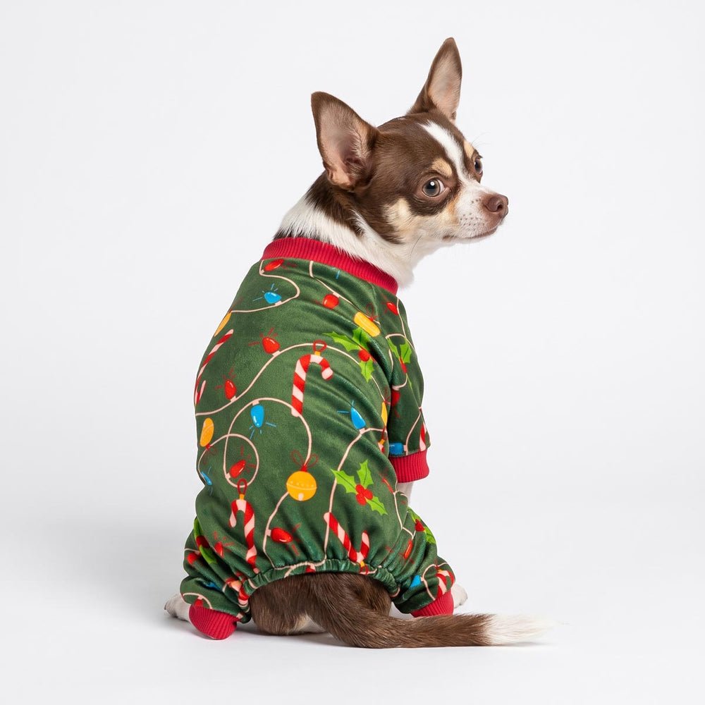 Chihuahua sitting on the white background with a dog Christmas pjs in colorful light prints