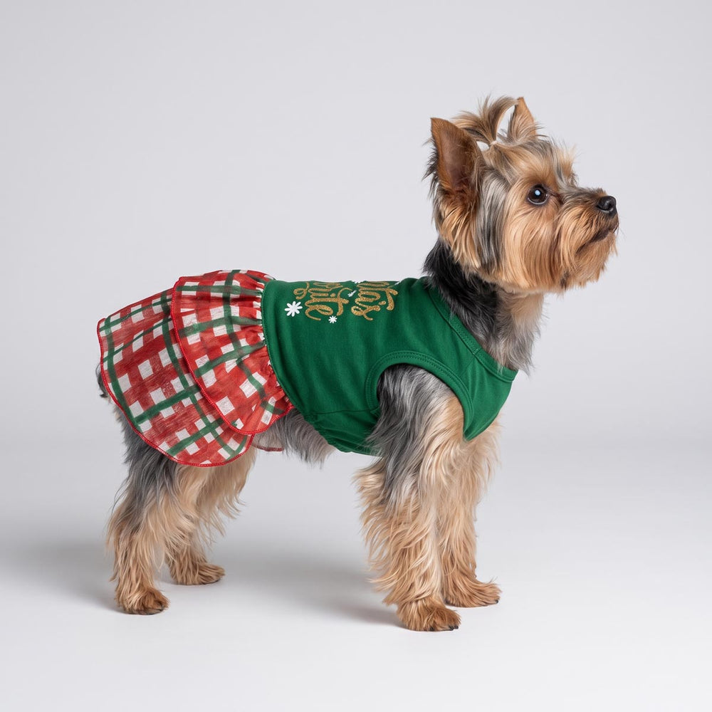 Yorkie wearing a dog Christmas dress with red, green, and white plaids on a white background