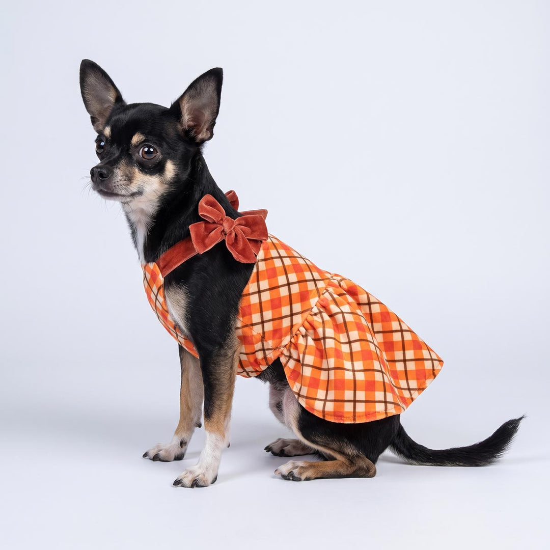 Chihuahua sitting on the white background with a plaid dress for dogs