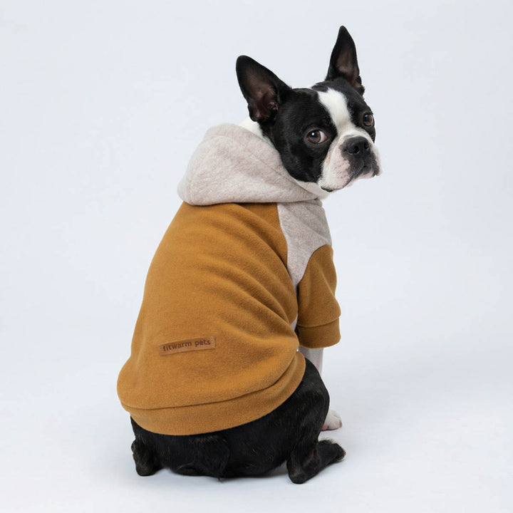 Boston Terrier in a classic color block hoodie for dogs