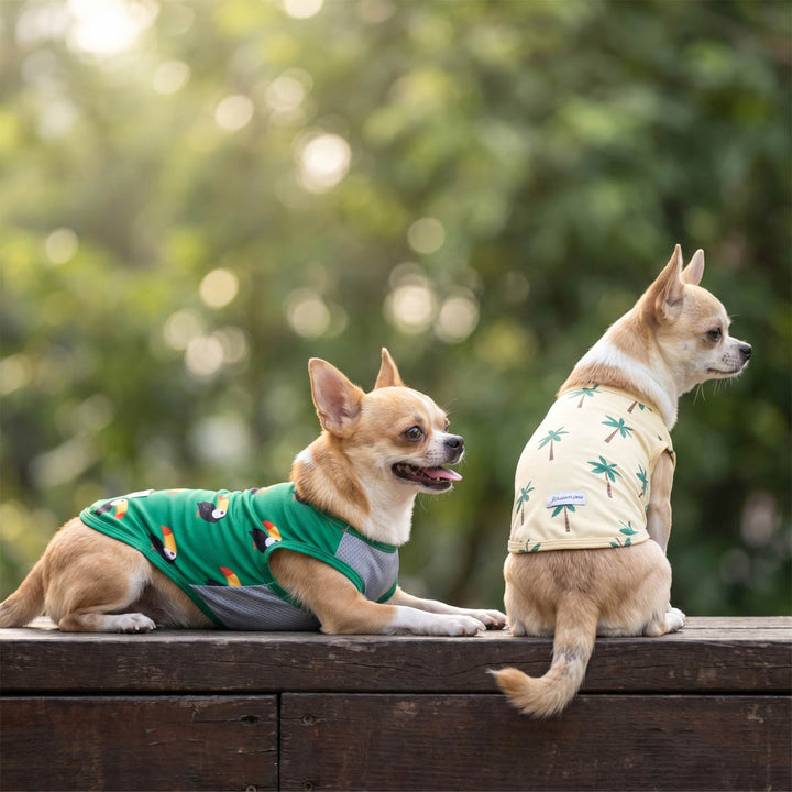 Chihuahuas sitting on a bench with Hawaiian dog uv shirt
