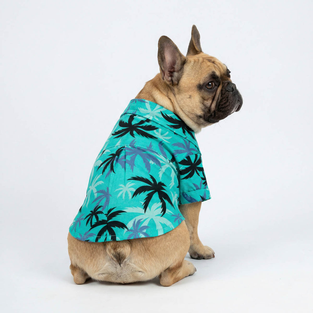 French Bulldog wearing a Hawaiian dog shirt with palm tree print in a studio setting