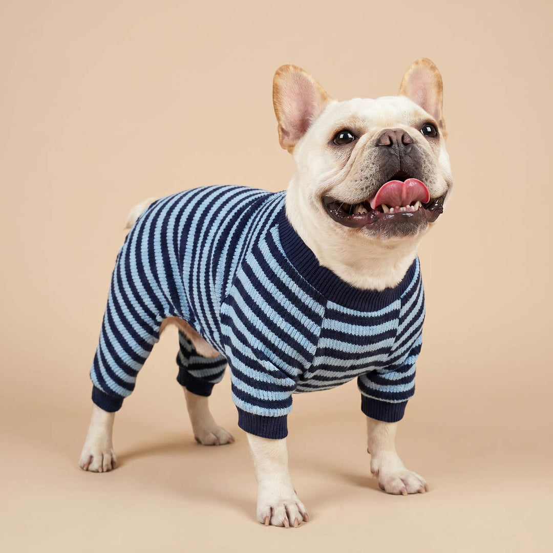 White French Bulldog standing on a beige background with a navy blue and light blue striped dog onesie