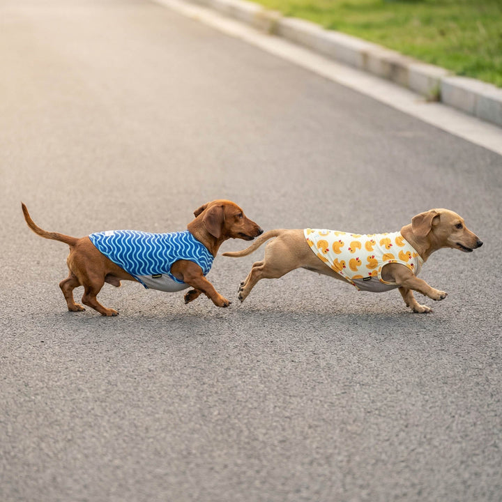 Two dachshund dogs in UV protection shirts: one blue wave pattern, one yellow duck print.