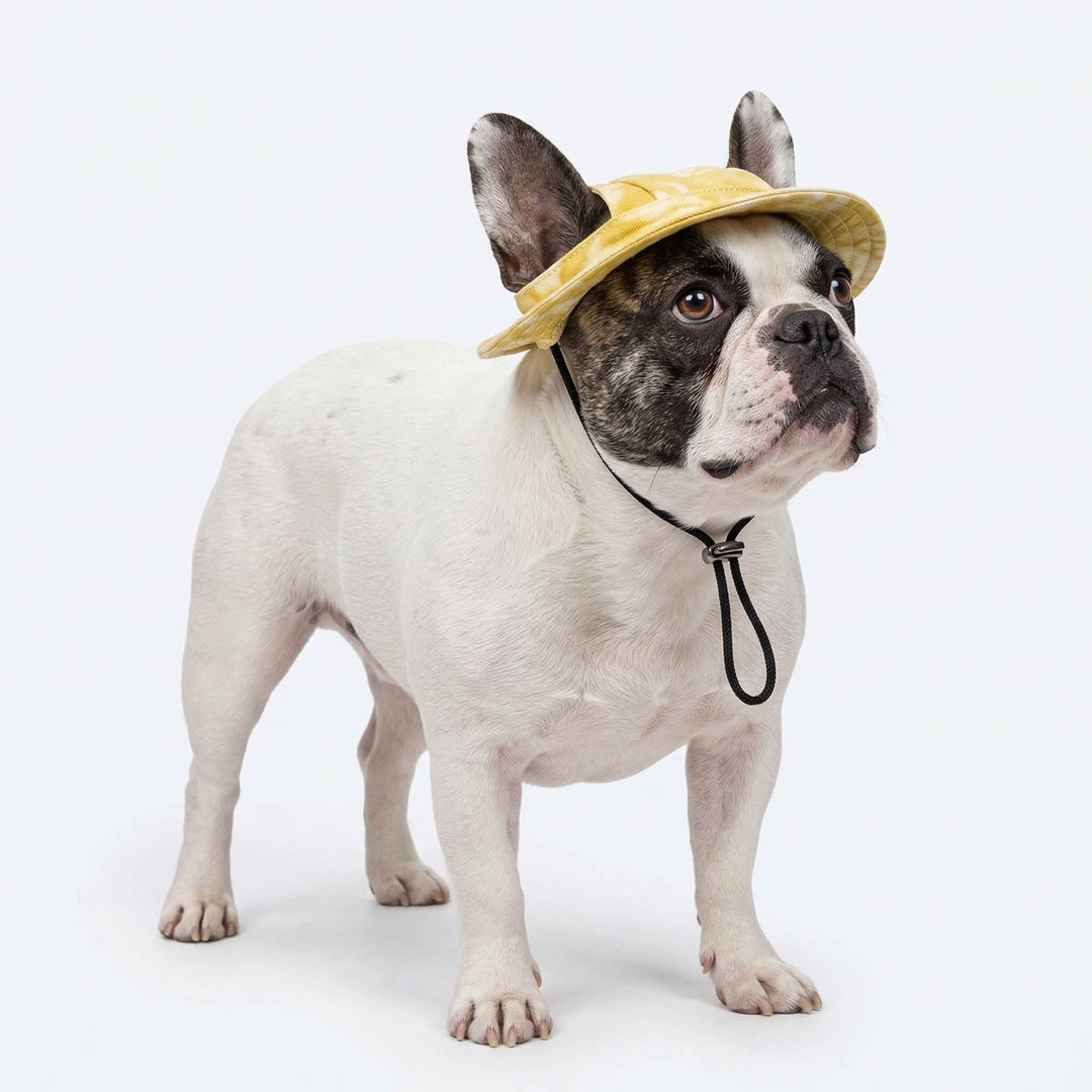 Tie dye yellow dog hat on a French Bulldog