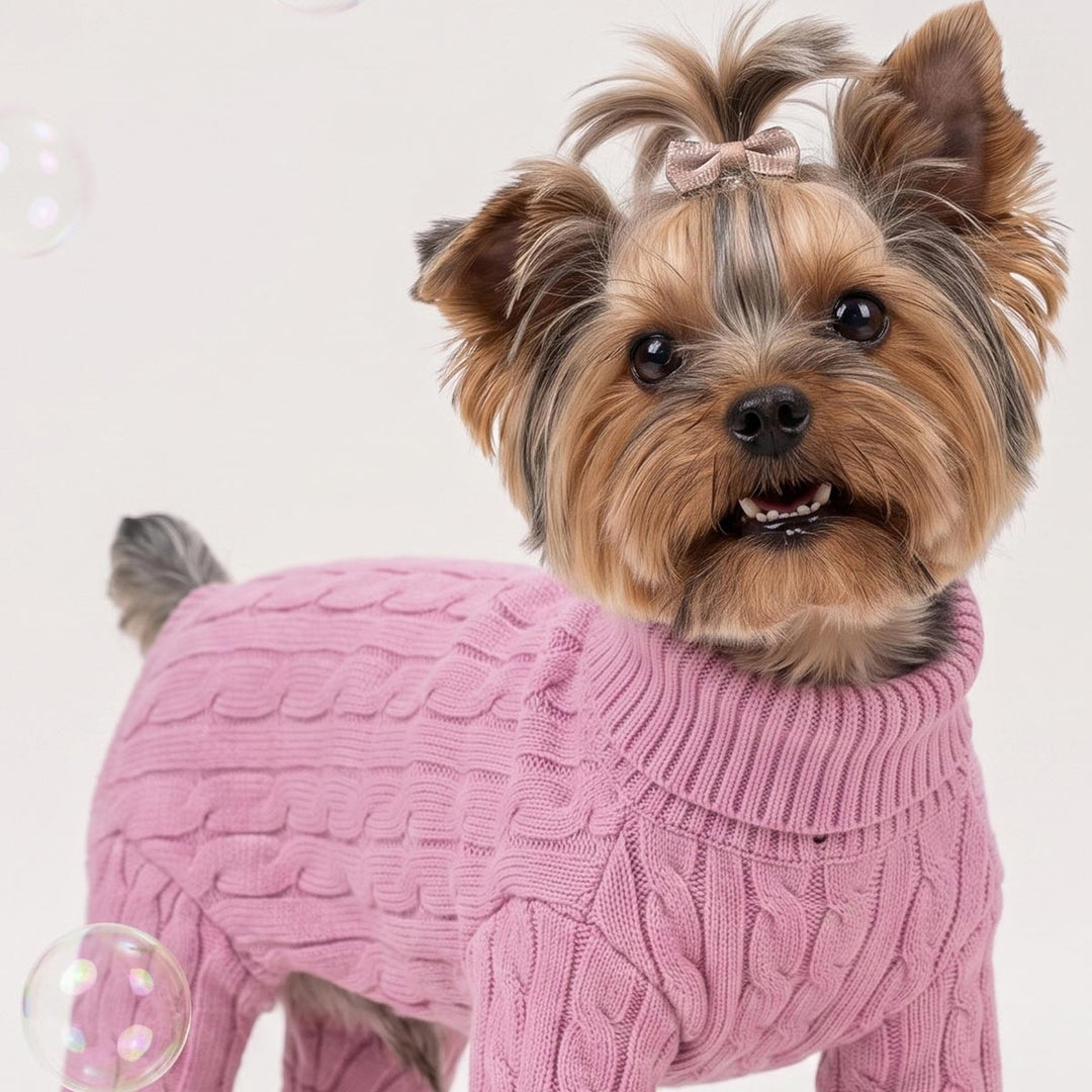 Yorkie wearing a twist knitted sweaters for dogs on a white background