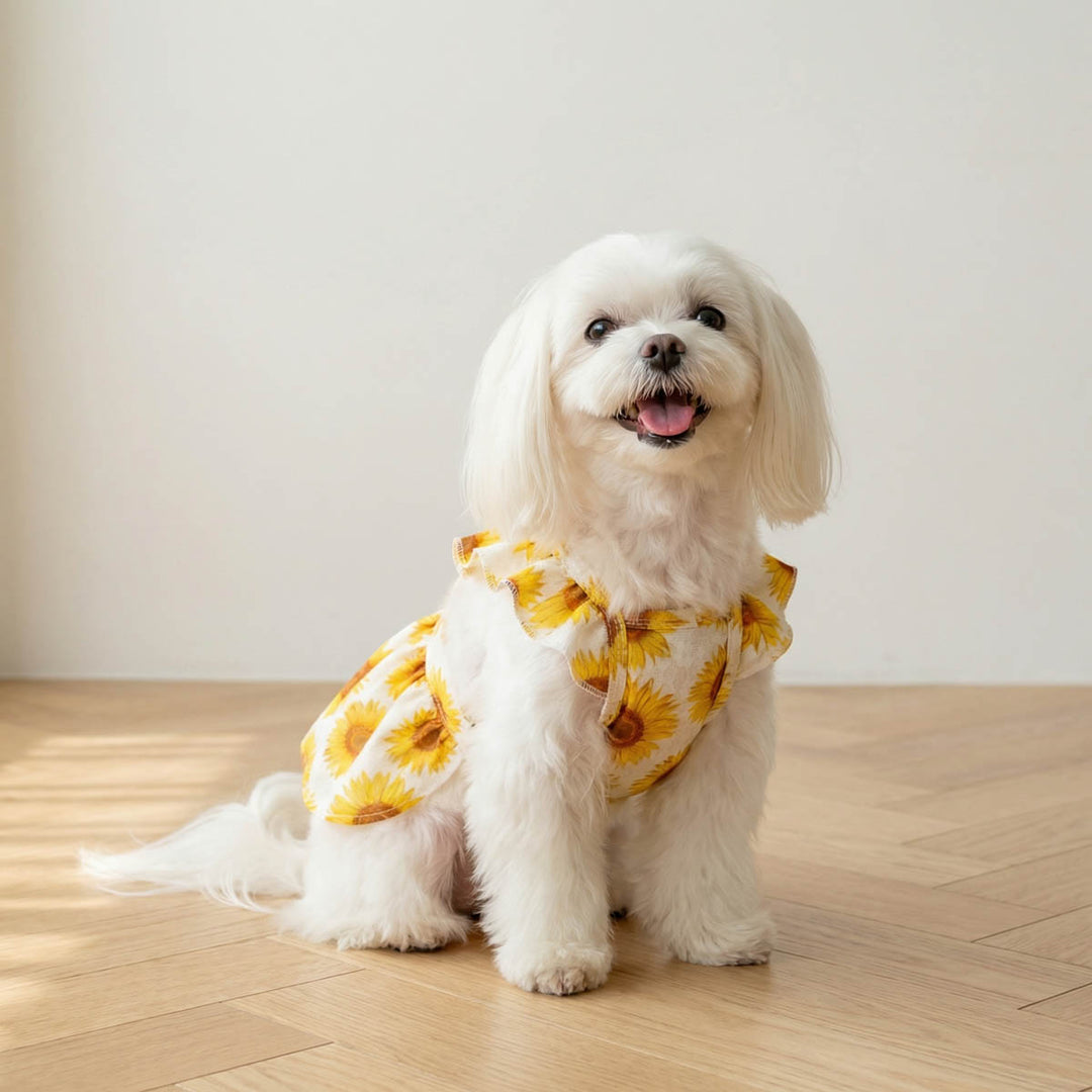 Small dog looking forward with a ruffle sunflower dog dress