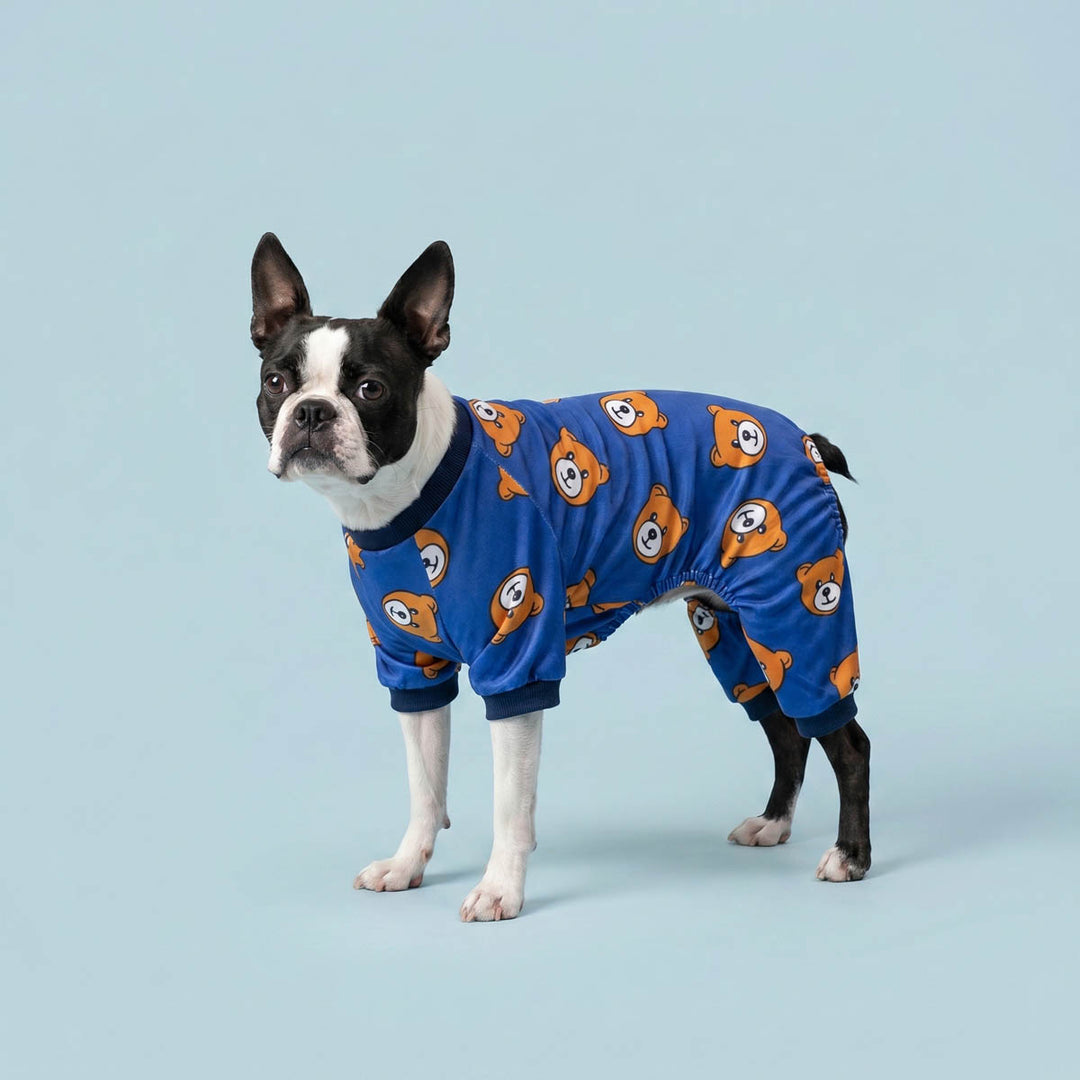 Boston Terrier standing on a blue background in a funny bear pajamas for dogs