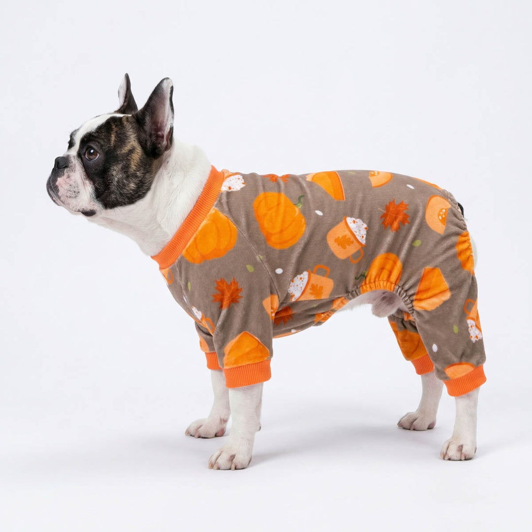 Boston Terrier dressed in a cozy dog pjs with Thanksgiving themed prints
