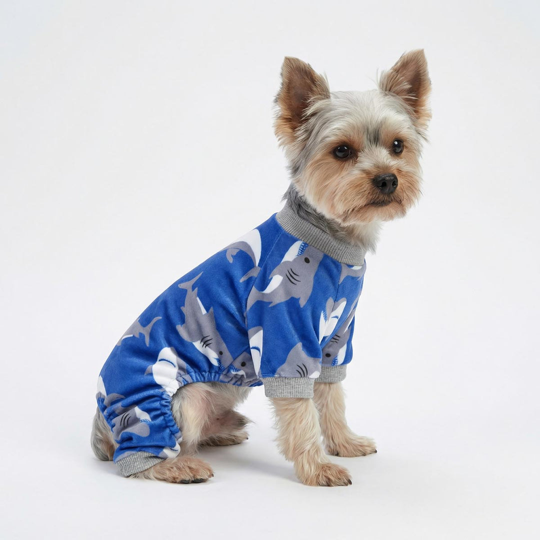 Yorkshire terrier in blue shark dog pjs with ribbed cuffs