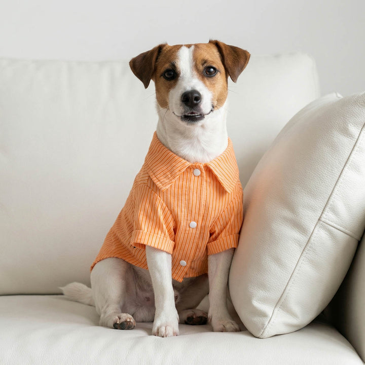 Dog wearing an orange dog t shirt sitting on a white couch