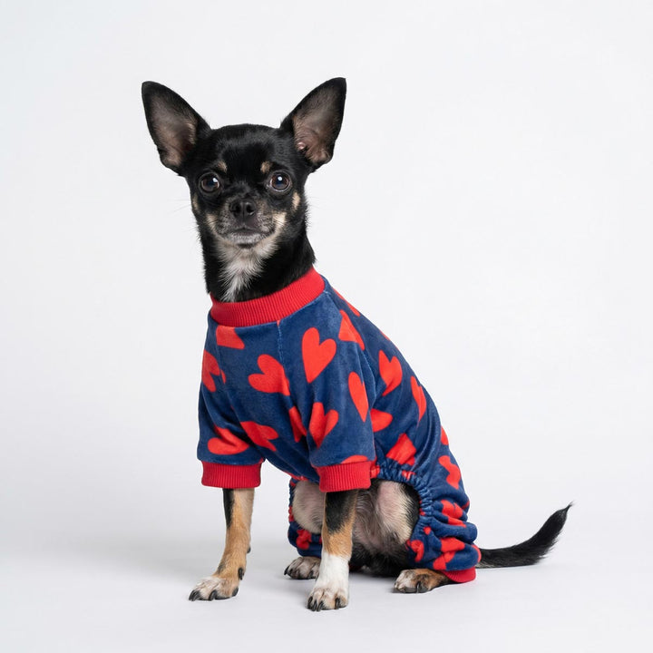 Chihuahua in a Valentine onesie for dogs with heart prints