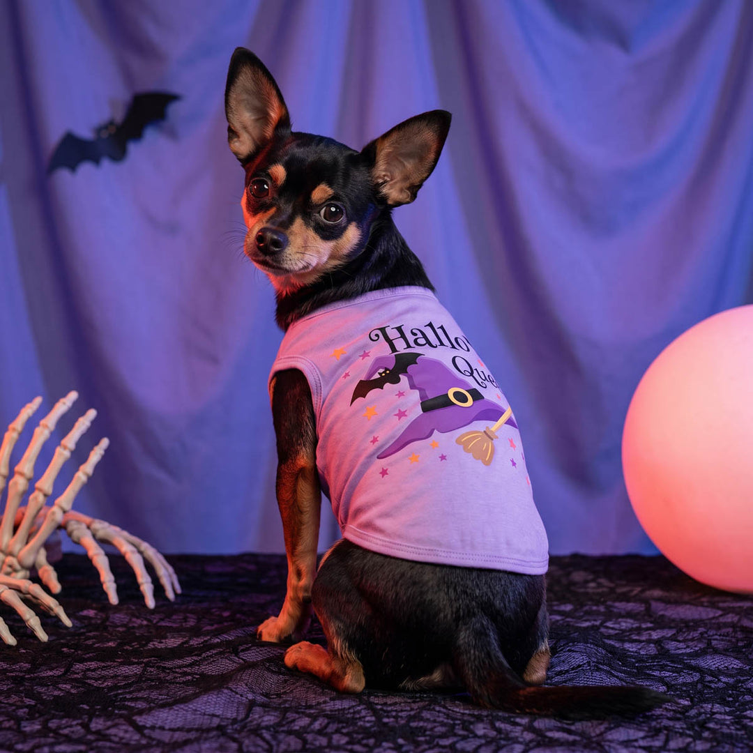 Small Chihuahua wearing a purple 'Hallo Queen' graphic dog t-shirt, sitting on a black spiderwebbed blanket with Halloween props