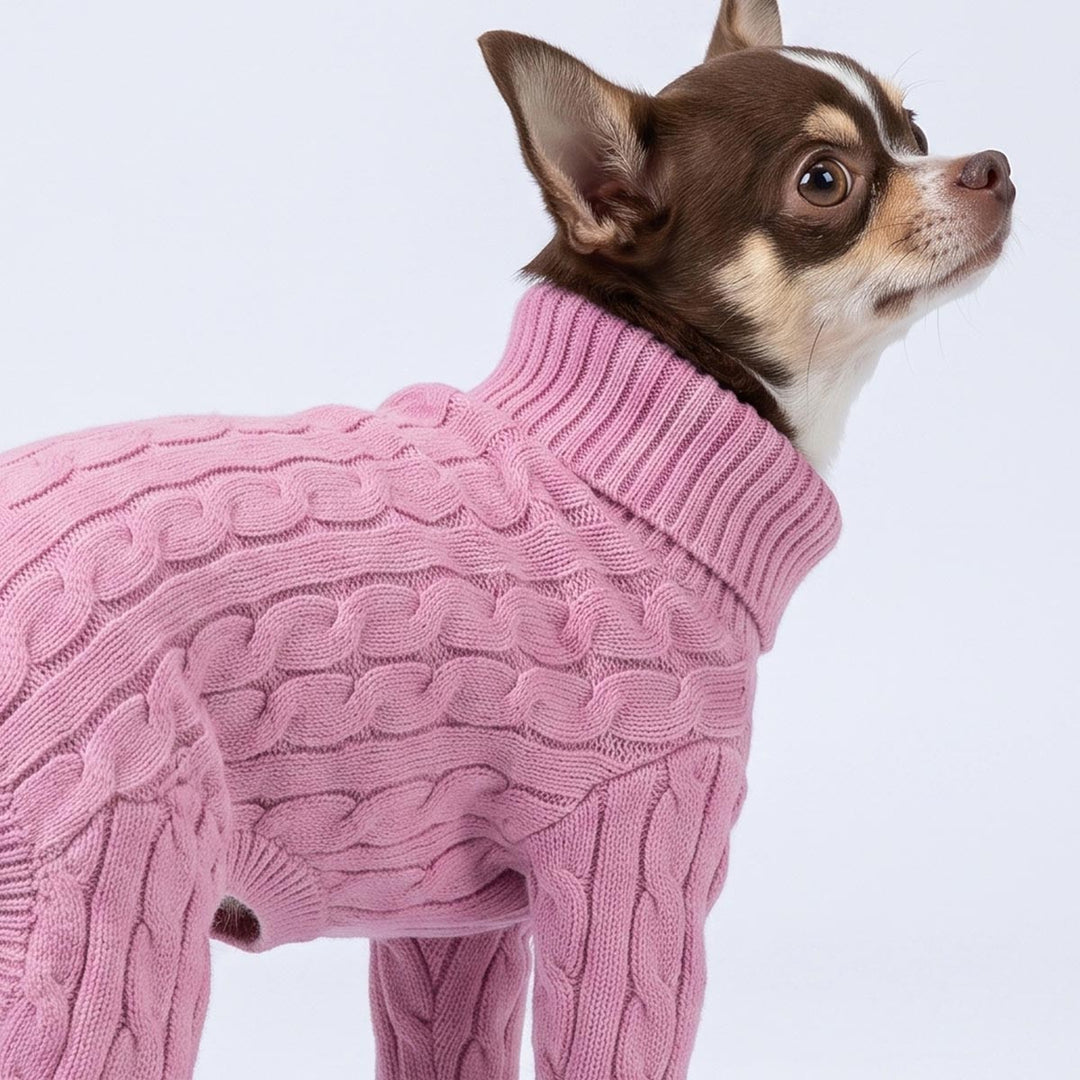 Close up of a Chihuahua standing on a white background with a dog knitted sweater