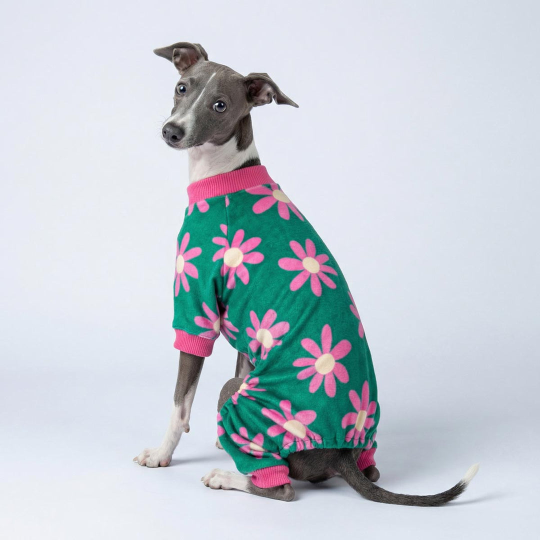 Italian Greyhound in a green floral dog onesie and looks back