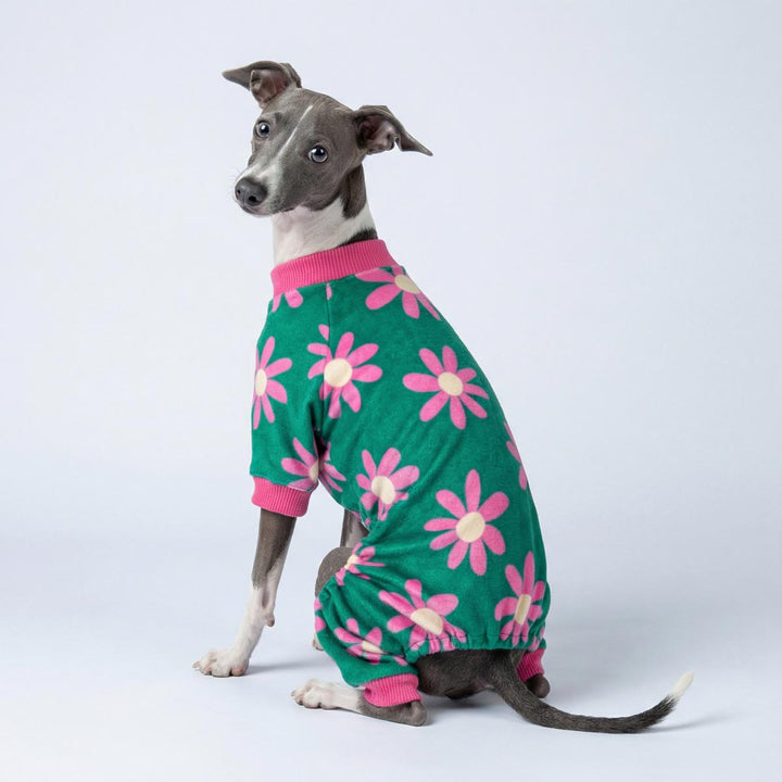 Italian Greyhound in a green floral dog onesie and looks back