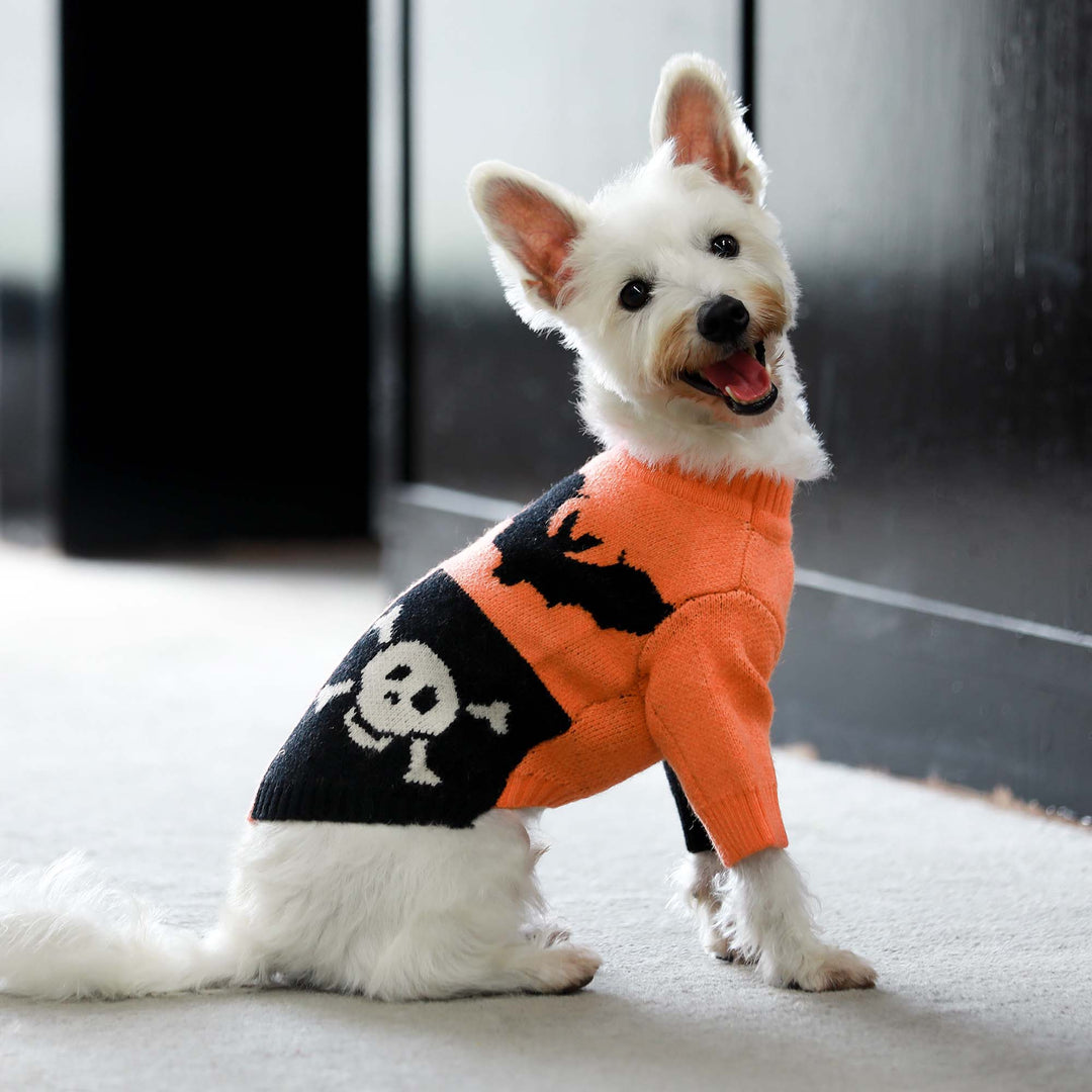 Spooky Halloween dogs clothes