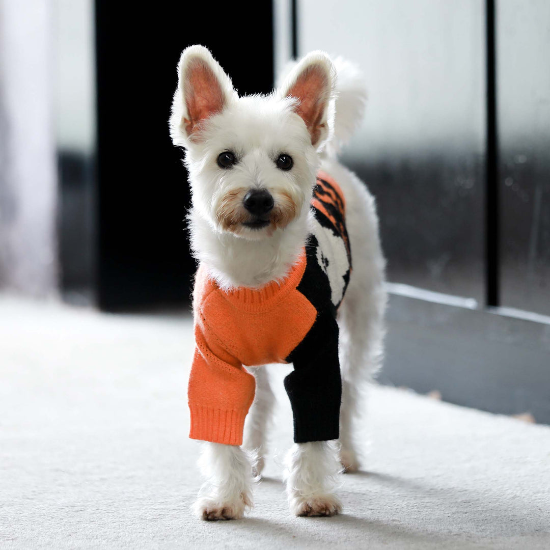 Spooky Halloween clothes for dogs