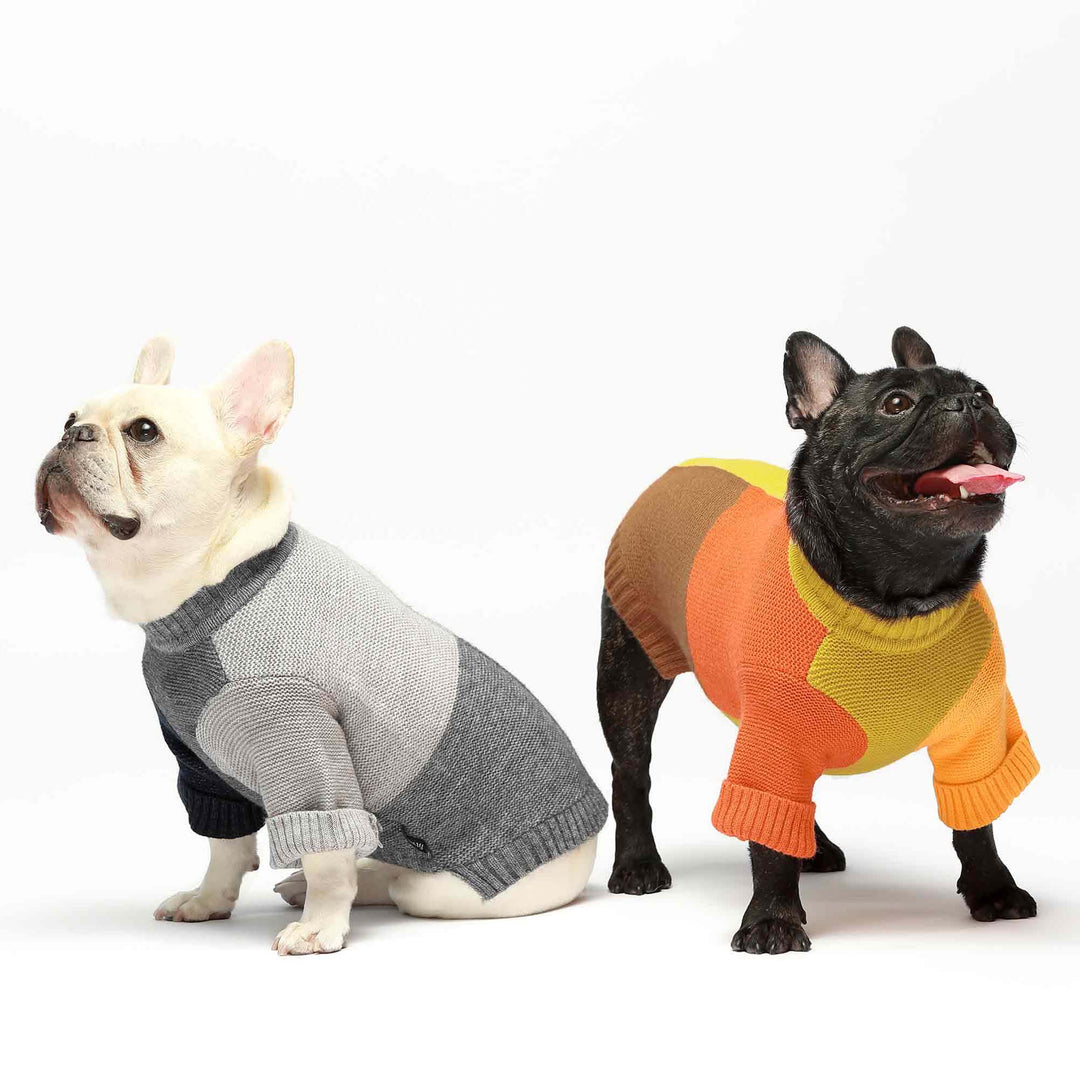 Color Block clothing for frenchies