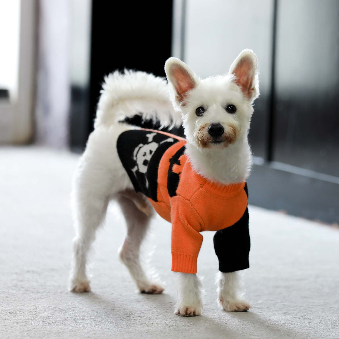 Spooky Halloween Dog Sweater