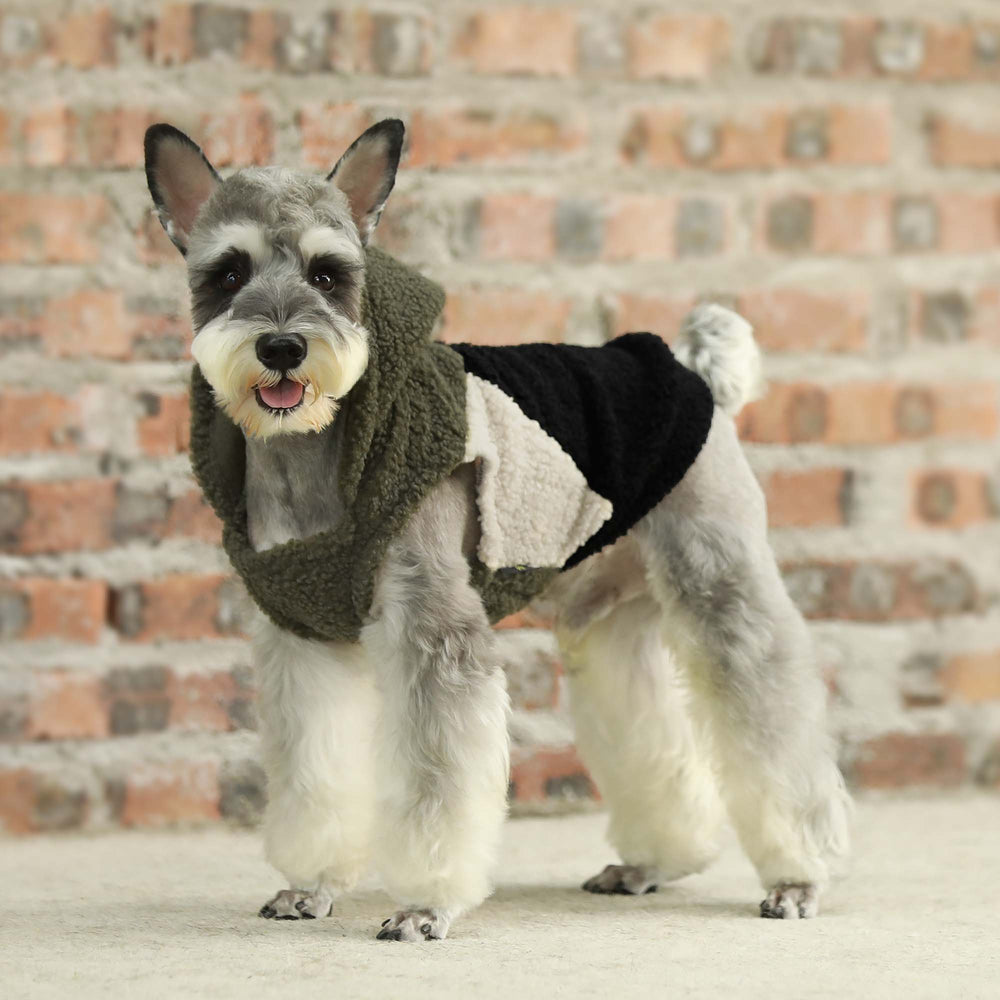 Schnauzer dog wearing Fitwarm sherpa vest hoodie, green, black, and white color block design, winter apparel