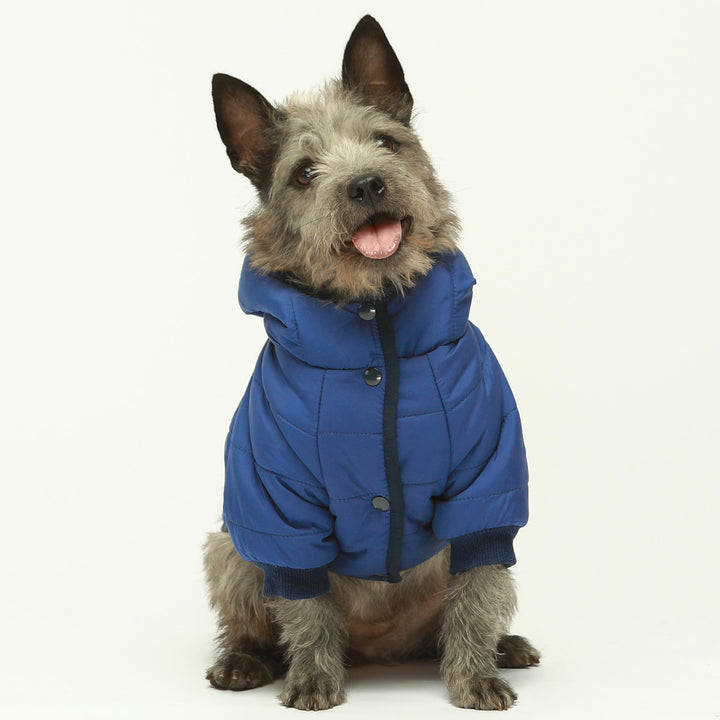 Waterproof winter clothes for dogs