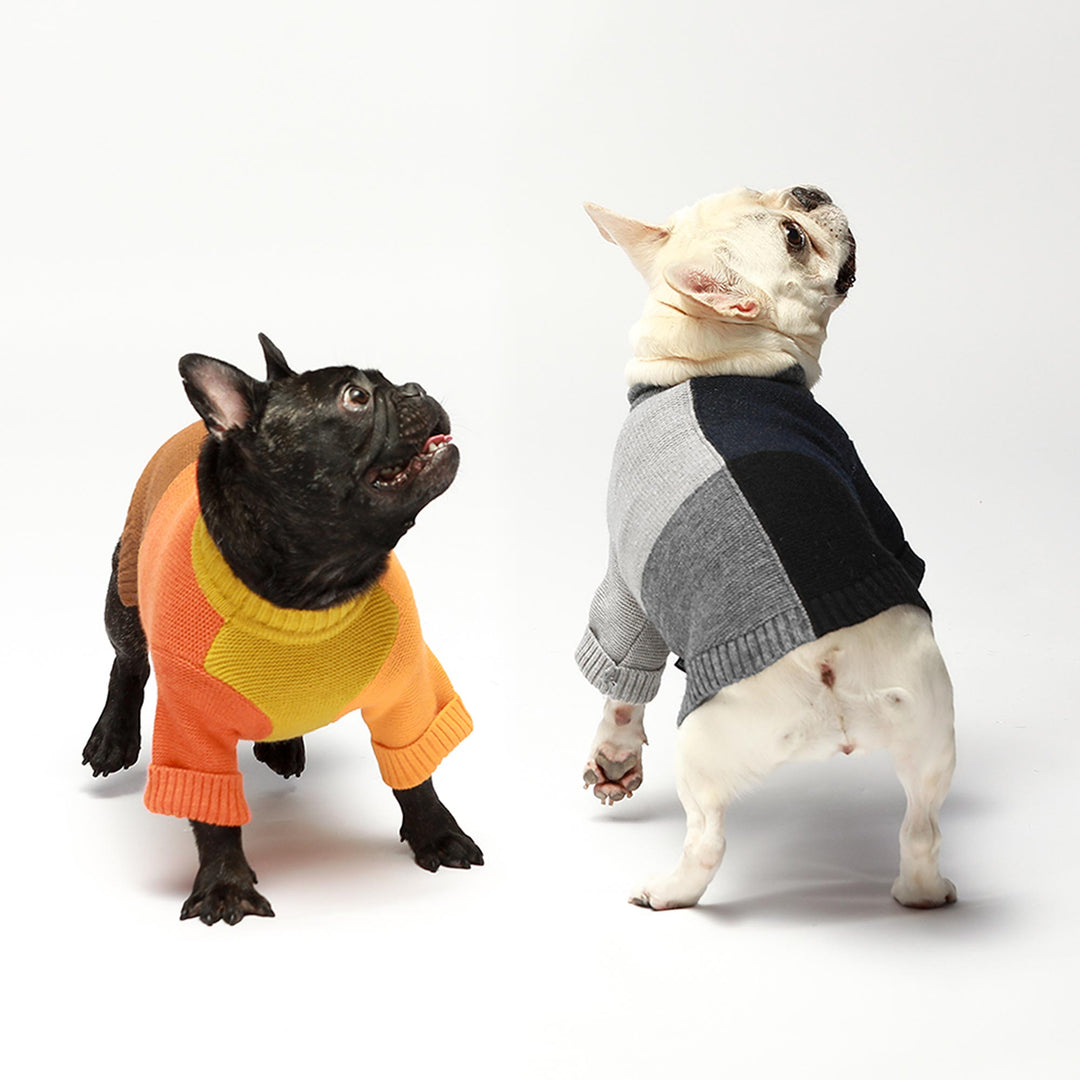 Color Block frenchie clothing