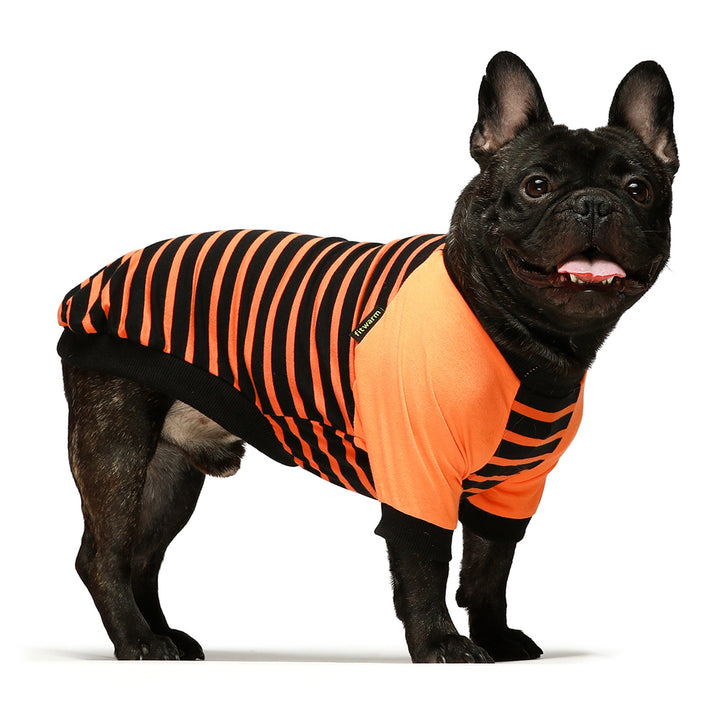 2-Pack Halloween french bulldog clothes