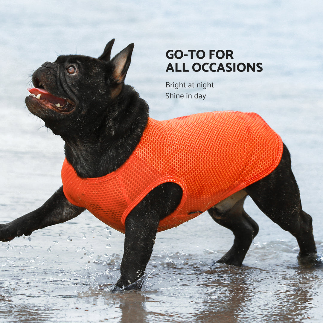 2-Pack Athletic Lightweight Running frenchie clothing